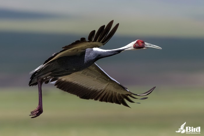 Bird Photography Vacations