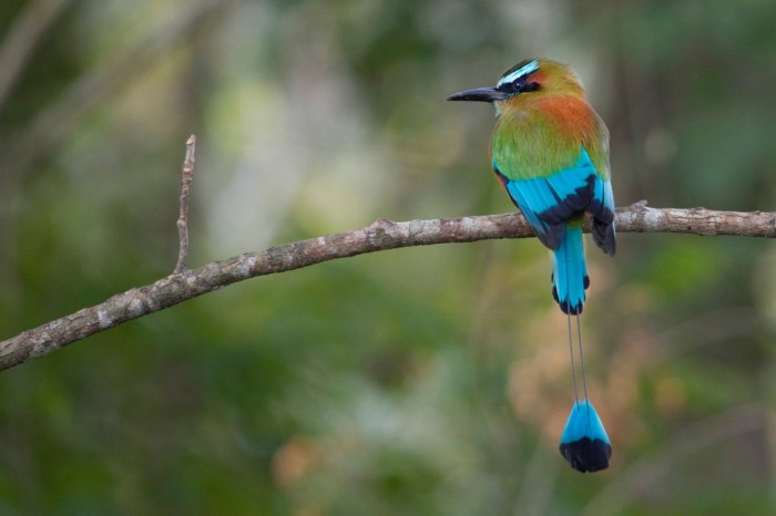 Bird Photography Vacations