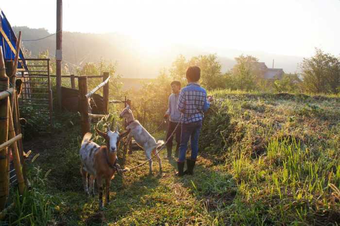 Organic Farms for Farm Stay Experiences